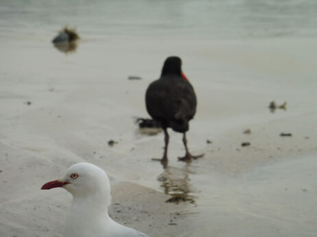 0$Images$258_102_PANAP1020586JPG