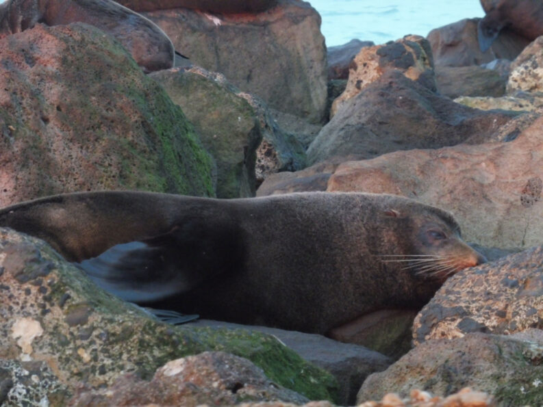 0$Images$57_103_PANAP1030708JPG