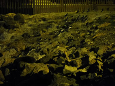 0$Images$72_103_PANAP1030723JPG