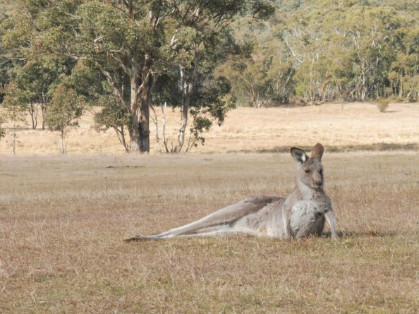 0$Images$100_103_PANAP1030913JPG